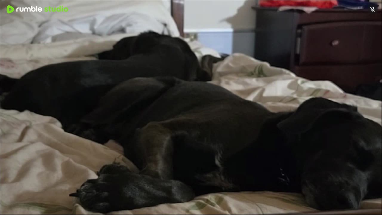 My resting dogs