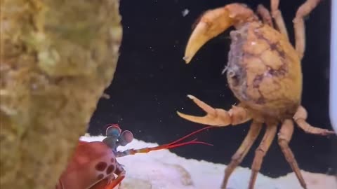 Unique world of fish 🐠🐟