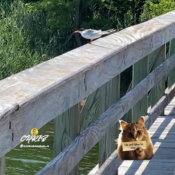 BIRD LOOKS LIKE A FIGHTER JET!