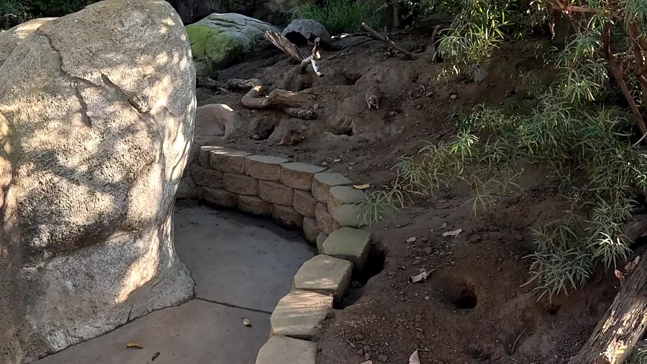 Meerkats at the San Diego Zoo