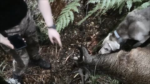 Getting my mate his first stag!