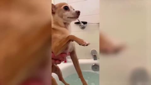 SHAVING DOG IS FUN VIRAL VIDEO 1MILLION VIEWS