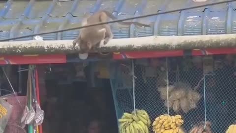 Monkey Came Back With a Backup Plan 😭🐒