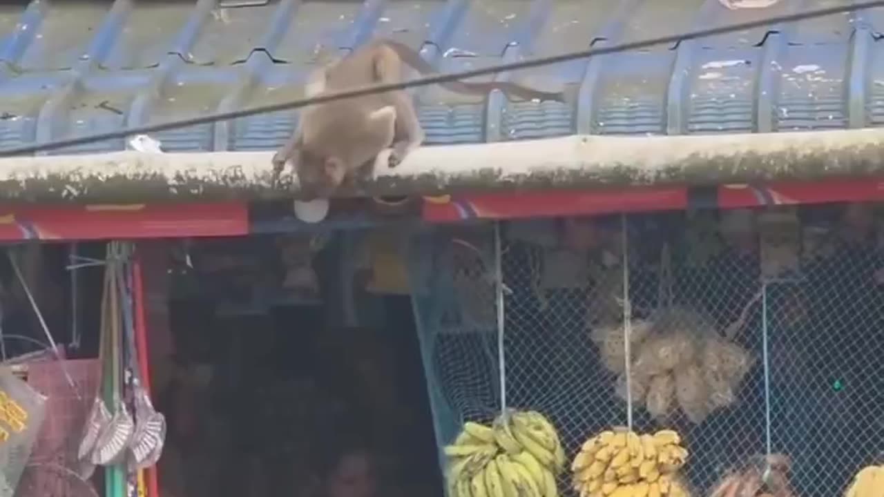 Monkey Came Back With a Backup Plan 😭🐒