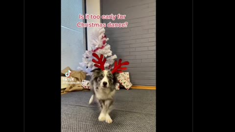 Fuʞ Cats/Yay Dogs • by DP • 12-30-2025