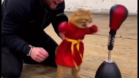 Boxer cat.... Funny video