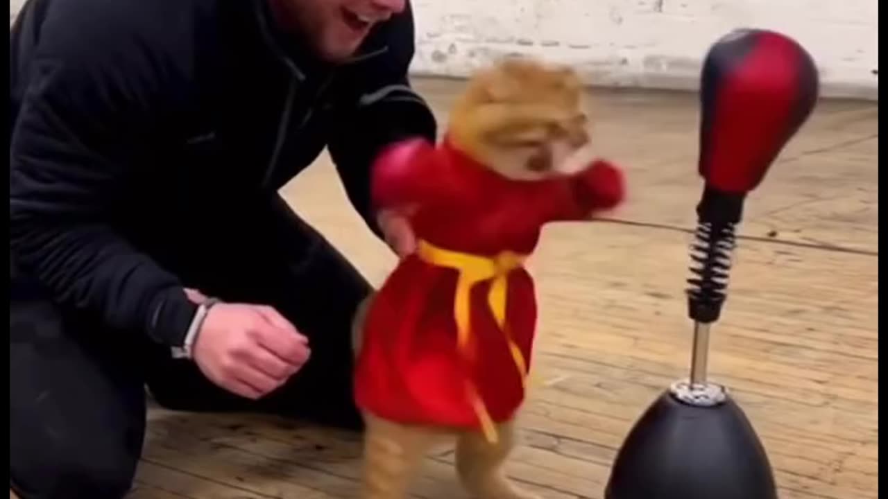 Boxer cat.... Funny video