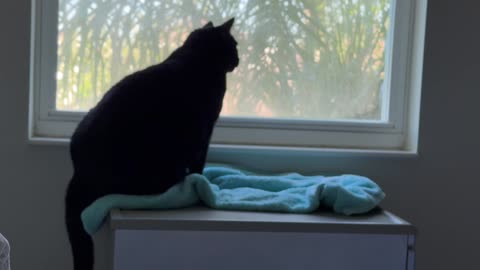 Cute Precious Piper Messes Up Her Spa - My Adopted Shelter Cat Vlog #shorts