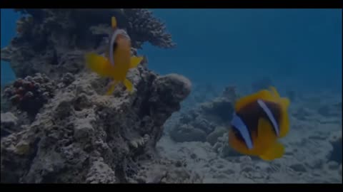 *Music to set the mood! "Seascapes"*