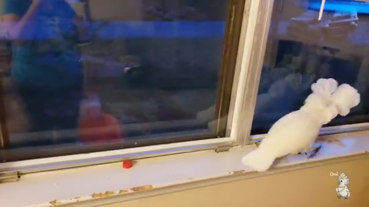 Baby Cockatoo Freaks Out When Daddy Comes Home