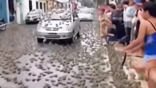 surprising video is circulating showing what appears to be a rain of frogs falling from the sky