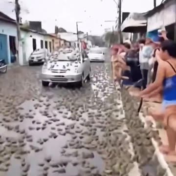 surprising video is circulating showing what appears to be a rain of frogs falling from the sky