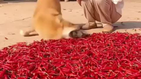 Funny 😂 video of 🐕 dog 🐶😂