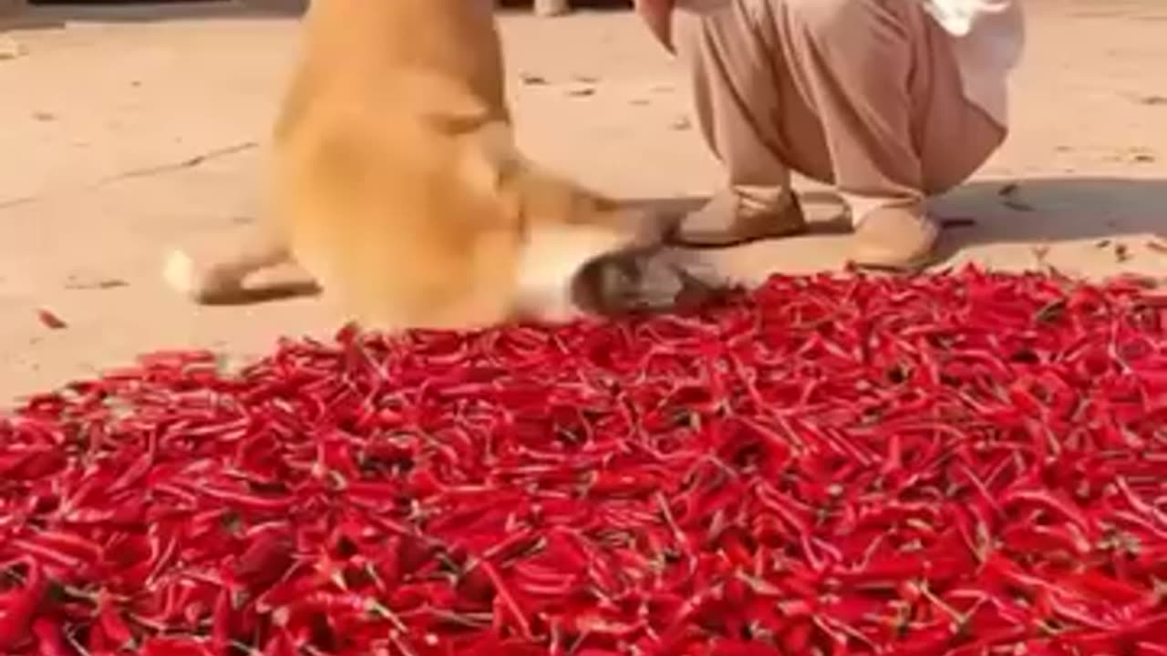 Funny 😂 video of 🐕 dog 🐶😂