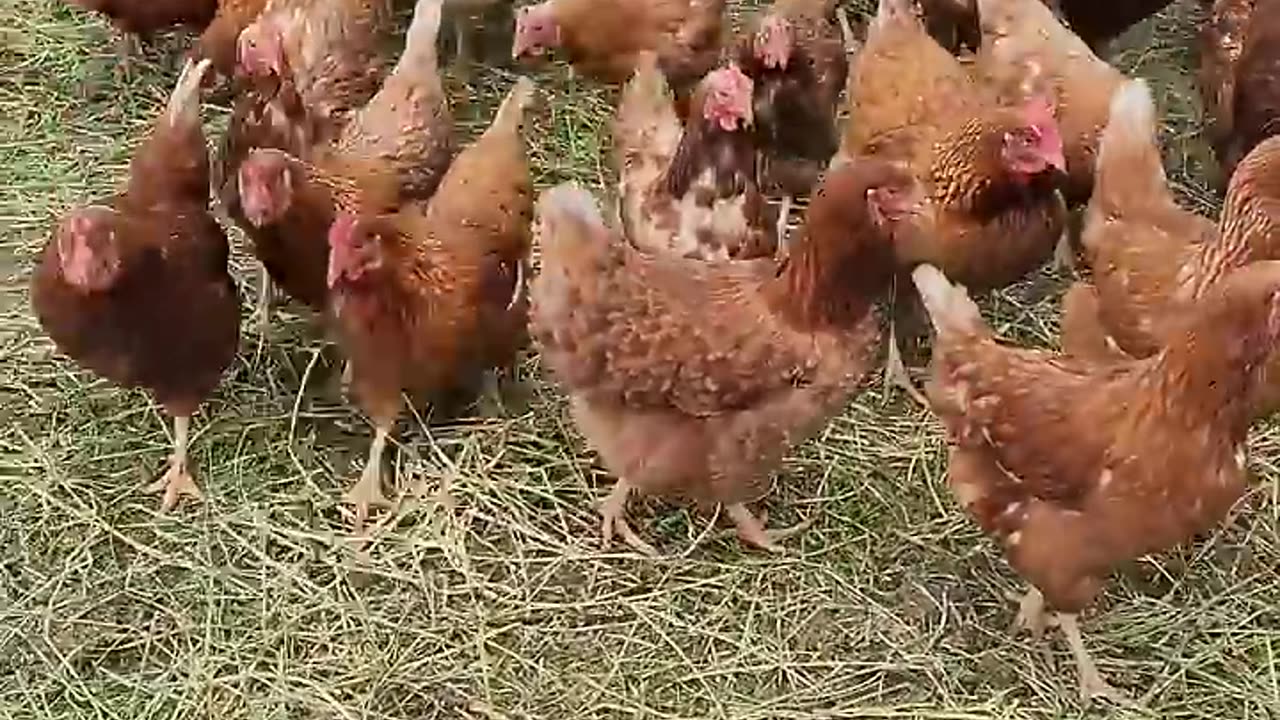 chickens