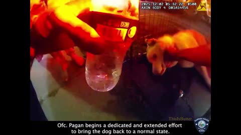 Florida officers rescue husky from burning house, revive after 30 minutes