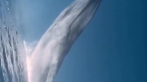 🐳😮 Watch This Whale Appear To Fly Out Of The Water! Pure Magic! | FeedMyCuriosity
