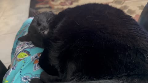 Cute Precious Piper is a Trusting Lap Cat - Adopting a Cat from a Shelter Vlog