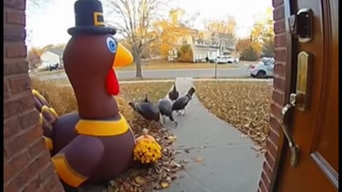 The neighborhood turkeys pulled up like ‘Who invited this imposter'
