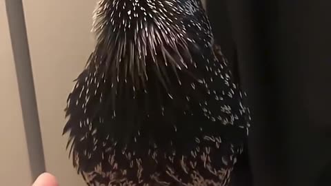 This starling can copy ANY sound 🐦‍⬛
