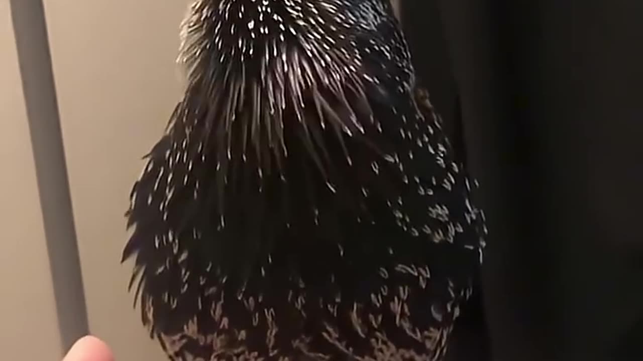 This starling can copy ANY sound 🐦‍⬛
