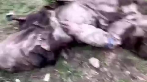 Ukraine war combat/related footage 12/30/25