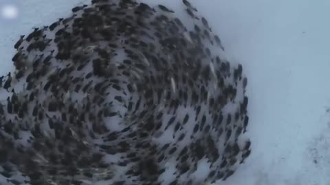 Strange Things Are Happening Worldwide...Natural Phenomenon, Geoengineering, or End Times?