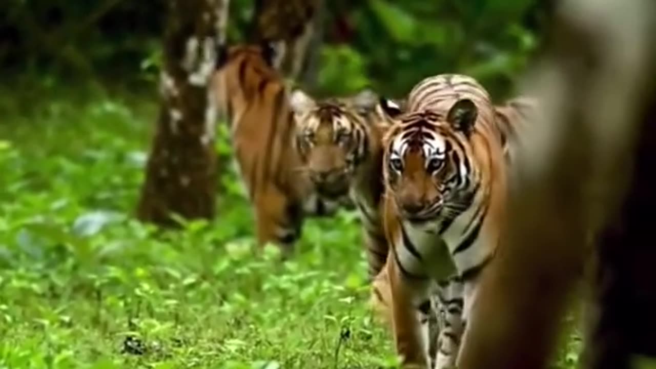 The Voice of the Wild: Tiger Roar"