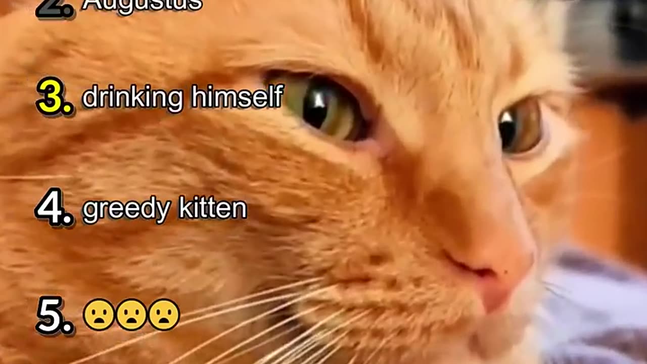 Ranking The Funniest Orange Cats Behaviors