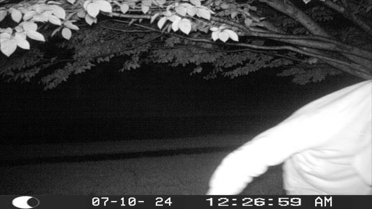 SCP Trail Cam --------- - ༎ຶ‿༎ຶ Cursed.AVI