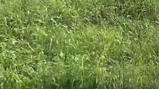 🚨😱 Jaywalker's Close Call! You Won't Believe What Happens! | FunFM