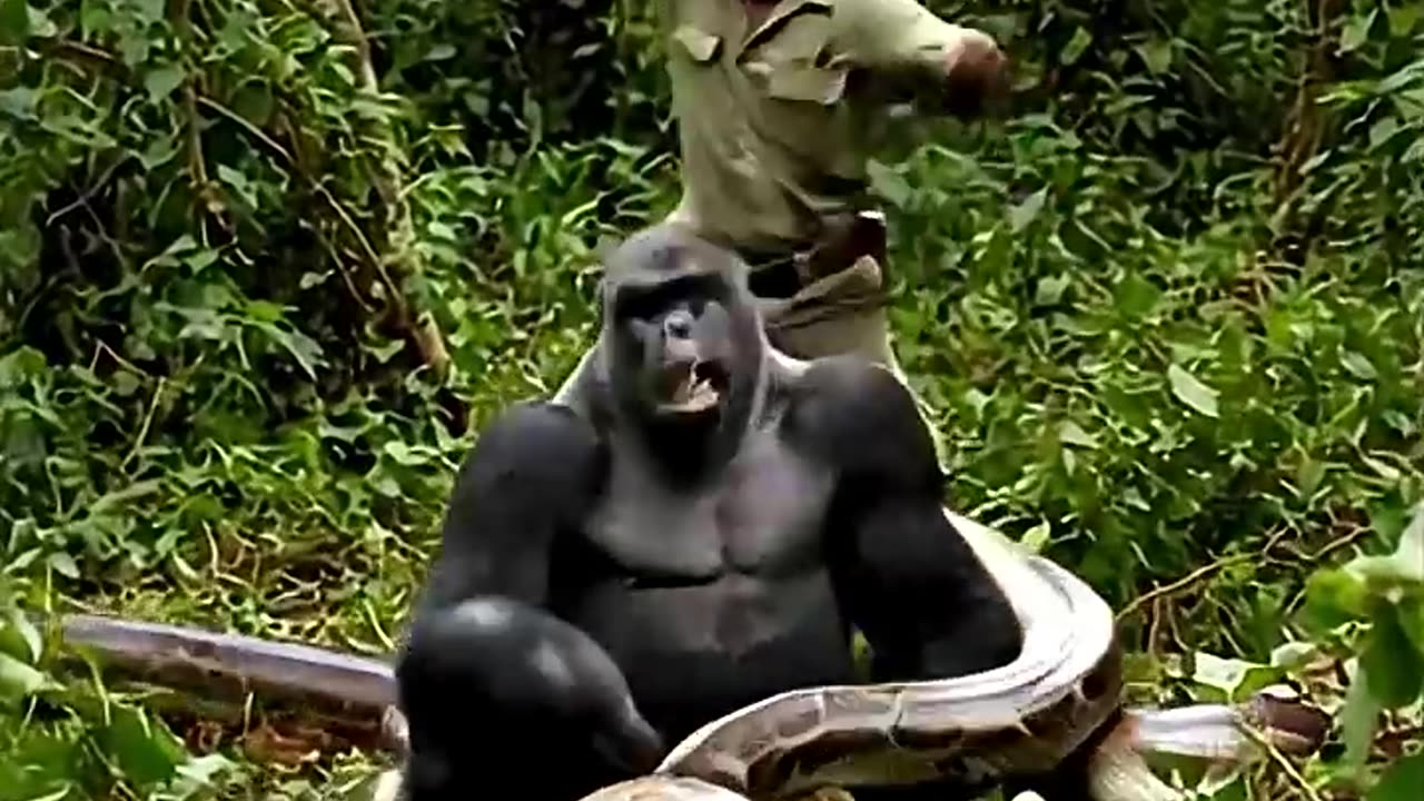 his Giant Snake Almost Killed a Gorilla