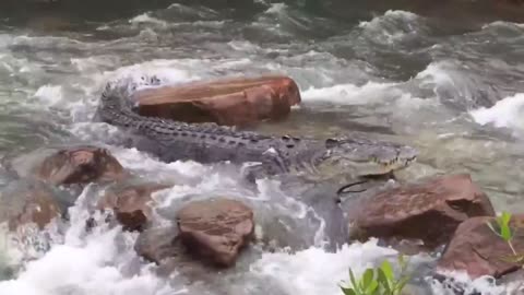 Huge Crocodile Navigates Aussie Rapids