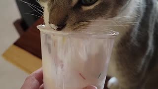 😂🍦 You Won't Believe This Derpy Dog's Whipped Cream Obsession! | FunFM