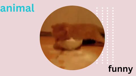 "Paws and Claws: The Ultimate Showdown!"