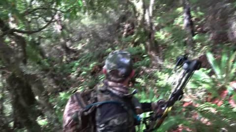 Bow hunting red stag!