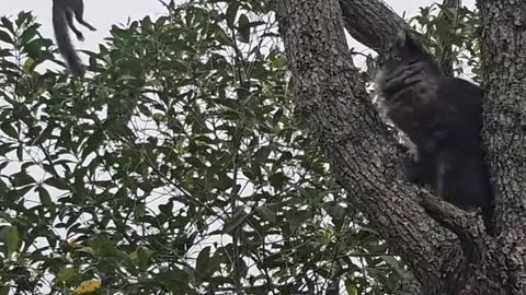 Cat is trying to hunt squirrel but squirrel is in god mode