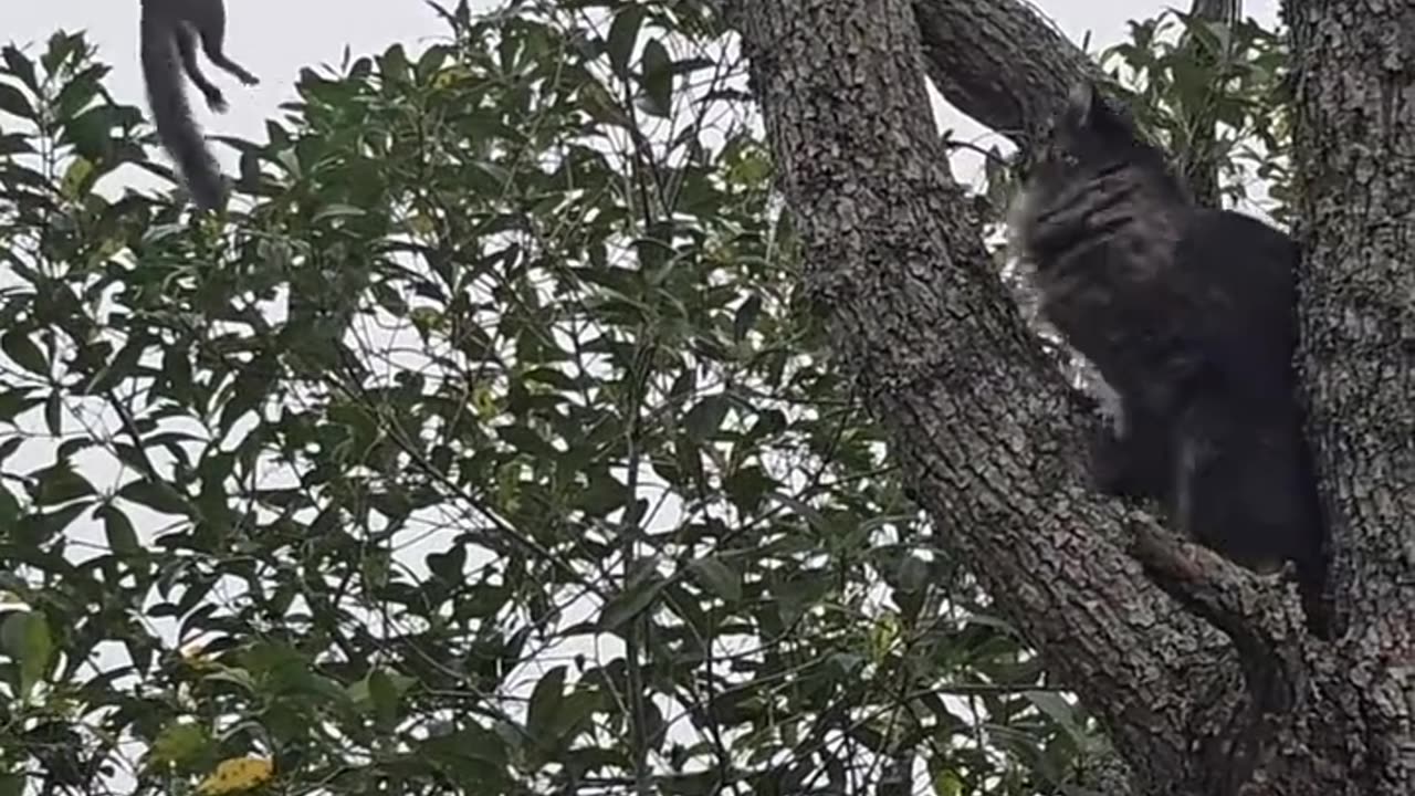 Cat is trying to hunt squirrel but squirrel is in god mode