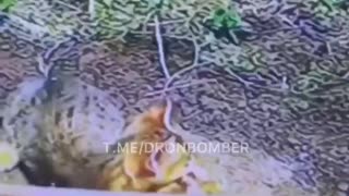 🐈😊 Ukrainian FPV drone is in ambush, - DroneBomber