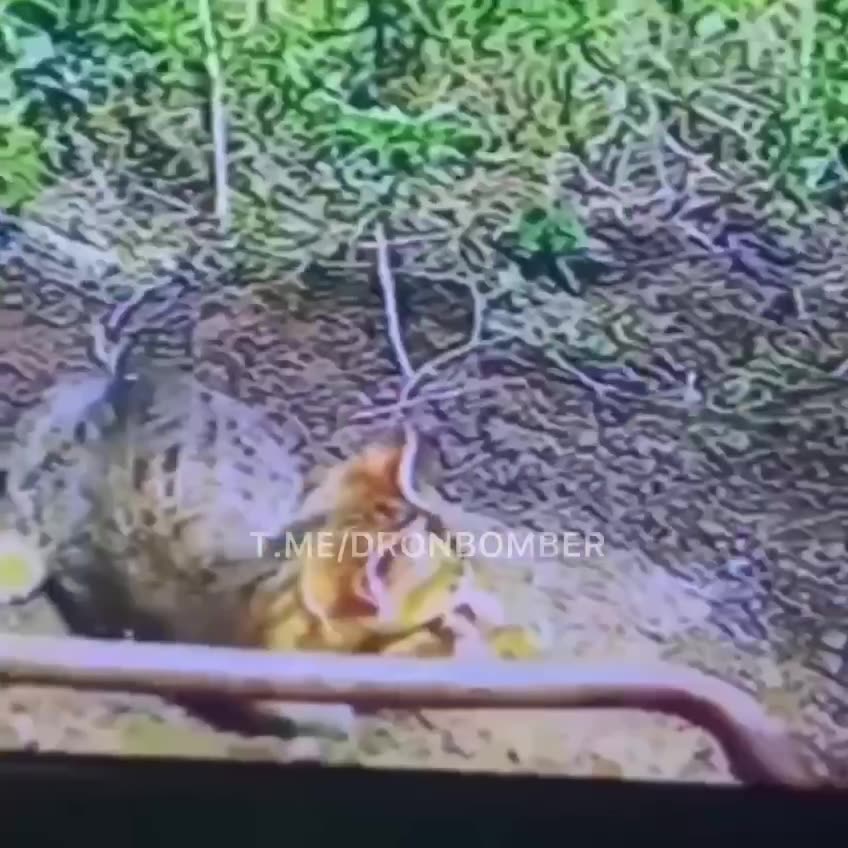 🐈😊 Ukrainian FPV drone is in ambush, - DroneBomber