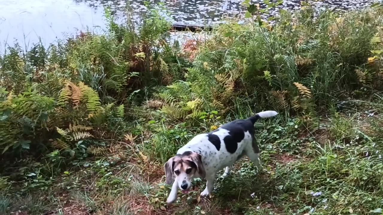 Bandit