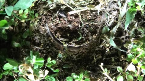 Trapdoor Spider Is Fast As Lightning