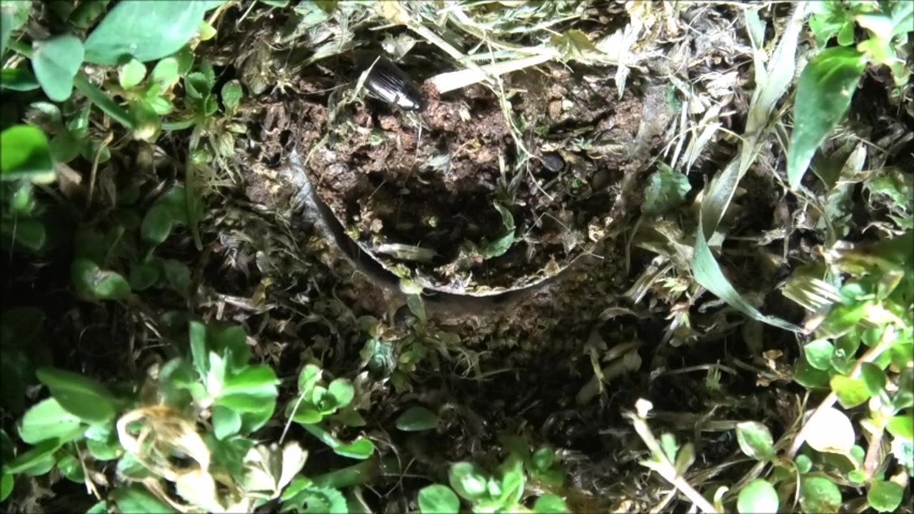 Trapdoor Spider Is Fast As Lightning