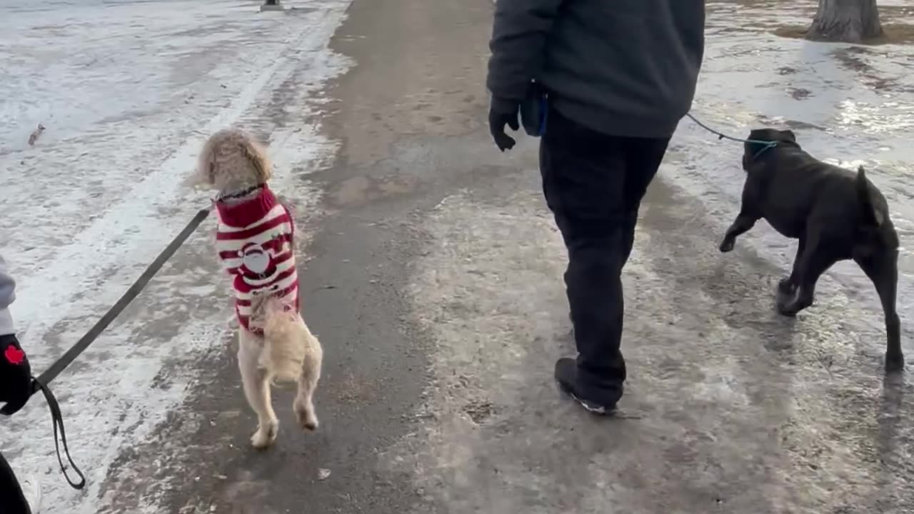 How Long Can Toby Walk On Two Legs