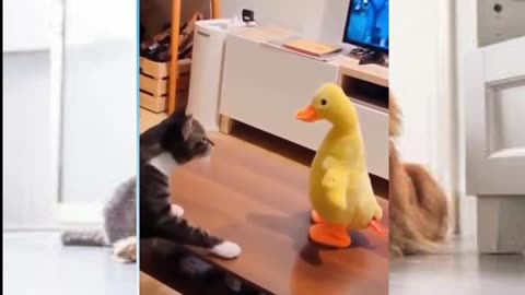 Funny and Cute Animals Compilation!