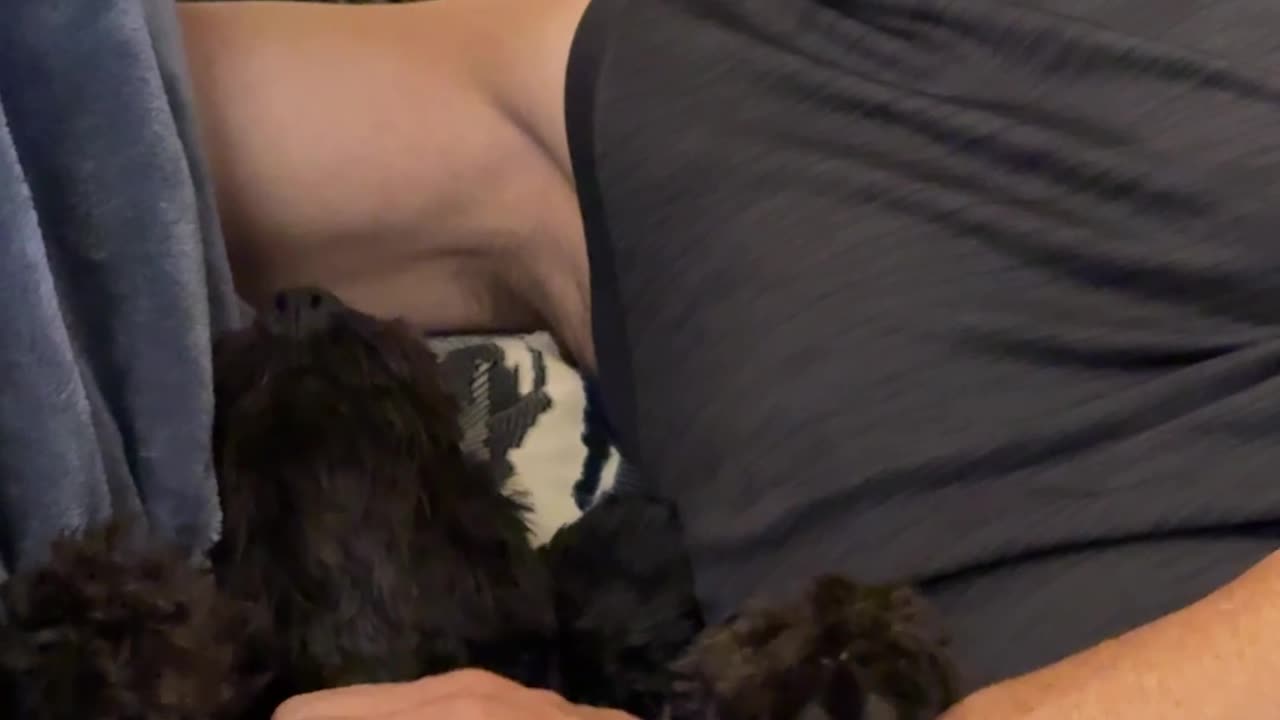 Precious Puppy Begs for Pets