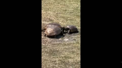 Turtle Power - What about YOUR friends. Would they turn you over when in need?