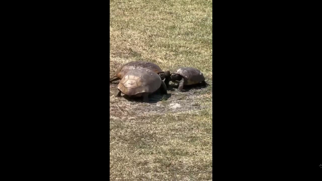 Turtle Power - What about YOUR friends. Would they turn you over when in need?