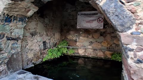 TAXCO FISH IN SCHOOL