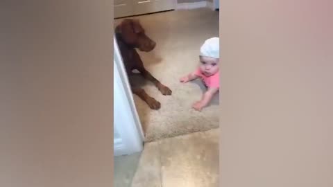 🤣Funny kids animals pet Video